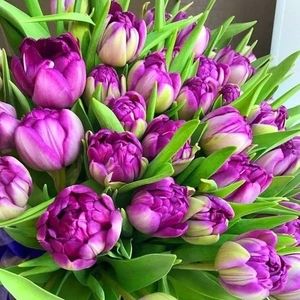 Meet your Posher, Patti